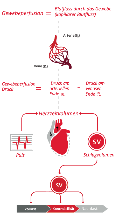 Gewebeperfusion und Herzzeitvolumen